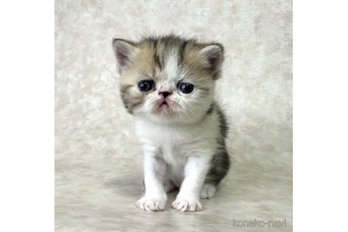 販売中の愛知県のエキゾチックショートヘア-56548