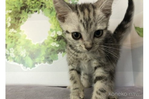 販売中の埼玉県のアメリカンショートヘア-56564