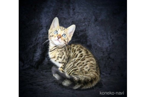 販売中の千葉県のジェネッタ-56600