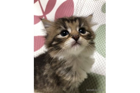 成約済の大阪府のミヌエット-56661の5枚目