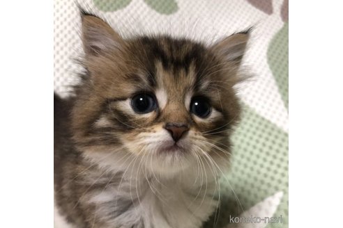 成約済の大阪府のミヌエット-56661の4枚目