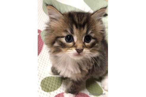 成約済の大阪府のミヌエット-56661の3枚目