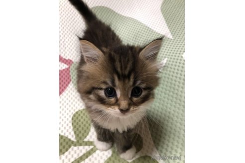 成約済の大阪府のミヌエット-56661の2枚目