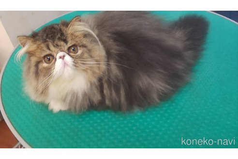 販売中の長崎県のエキゾチックロングヘア-56706
