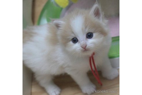 成約済の茨城県のノルウェージャンフォレストキャット-56728の1枚目