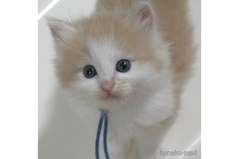 成約済の茨城県のノルウェージャンフォレストキャット-56729の2枚目