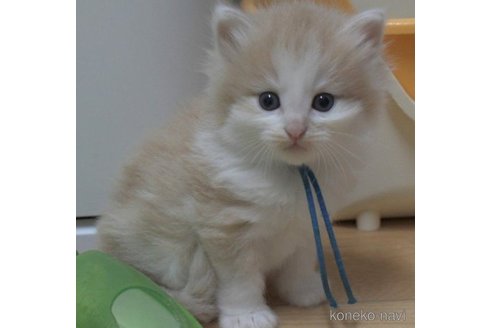 成約済の茨城県のノルウェージャンフォレストキャット-56729の1枚目