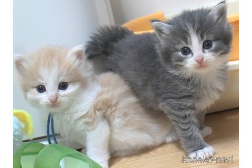 成約済の茨城県のノルウェージャンフォレストキャット-56729の3枚目