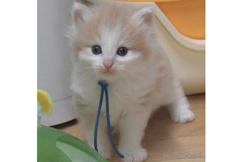成約済の茨城県のノルウェージャンフォレストキャット-56729の4枚目