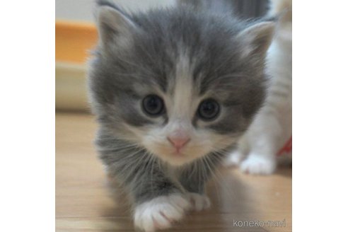 成約済の茨城県のノルウェージャンフォレストキャット-56730の2枚目