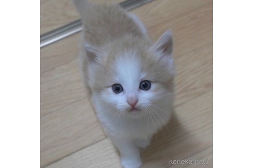 成約済の茨城県のノルウェージャンフォレストキャット-56731の2枚目