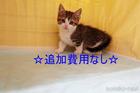 成約済の東京都のマンチカン(短足)-55439の3枚目