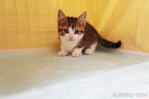 成約済の東京都のマンチカン(短足)-55439の2枚目