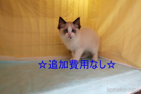 成約済の東京都のラグドール-53987の3枚目