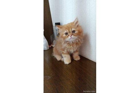 成約済の栃木県のスコティッシュフォールド-53007の2枚目