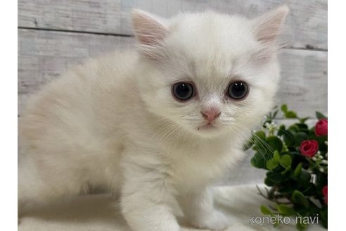 成約済の山梨県のミヌエット-56897の2枚目