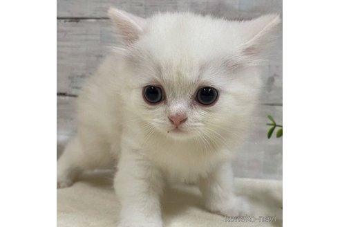 成約済の山梨県のミヌエット-56897の4枚目