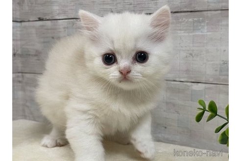 成約済の山梨県のミヌエット-56897の1枚目