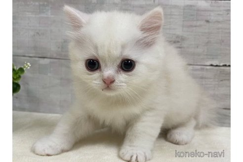 成約済の山梨県のミヌエット-56897の3枚目