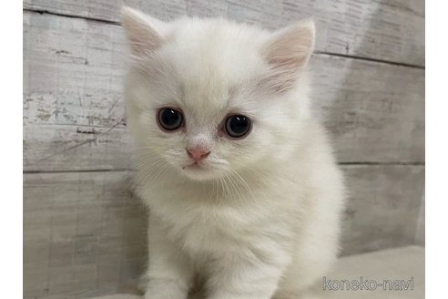 成約済の山梨県のミヌエット-56897の5枚目