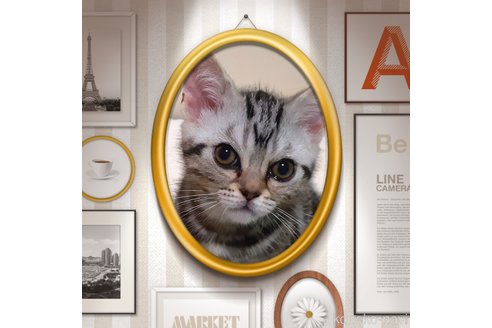 販売中の東京都のアメリカンショートヘア-50764の2枚目