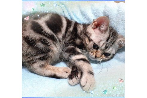 販売中の東京都のアメリカンショートヘア-50764の1枚目