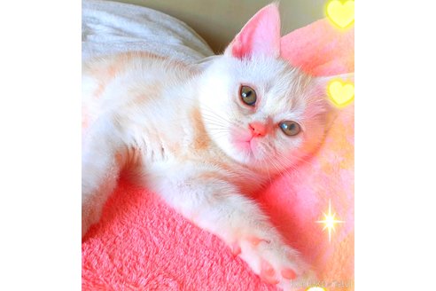 販売中の東京都のアメリカンショートヘア-50790