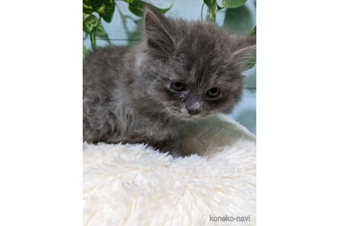 成約済の群馬県のスコティッシュフォールド-57047の6枚目