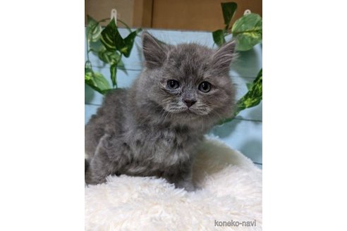 成約済の群馬県のスコティッシュフォールド-57047の7枚目