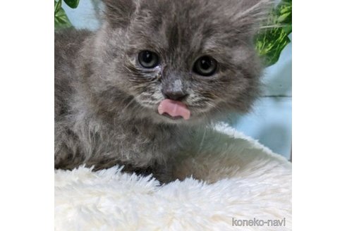 成約済の群馬県のスコティッシュフォールド-57047の8枚目