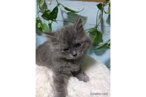 成約済の群馬県のスコティッシュフォールド-57047の5枚目
