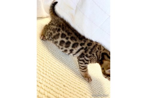 成約済の静岡県のベンガル-55670の71枚目