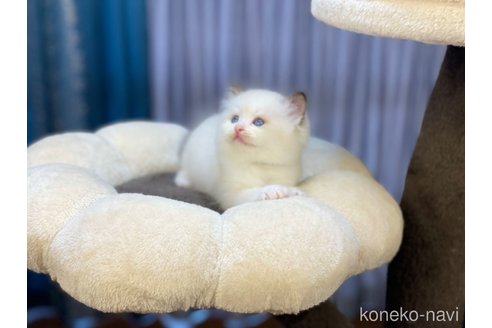 成約済の千葉県のラグドール-57115の4枚目