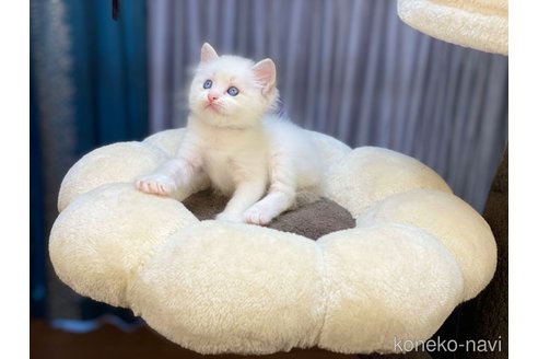 成約済の千葉県のラグドール-57117の5枚目