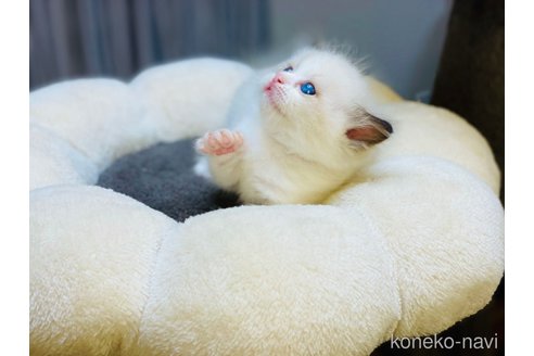 成約済の千葉県のラグドール-57122の4枚目