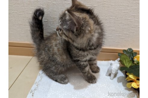 成約済の広島県のミックス-53716の18枚目
