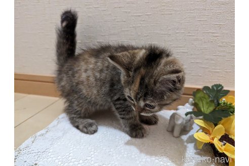 成約済の広島県のミックス-53716の9枚目