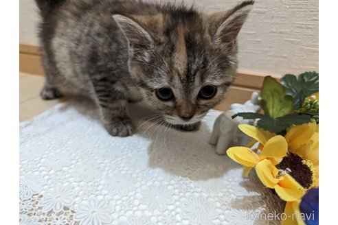 成約済の広島県のミックス-53716の3枚目