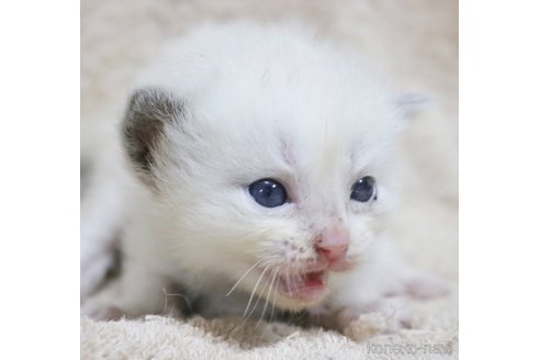 成約済の東京都のラグドール-57209の3枚目