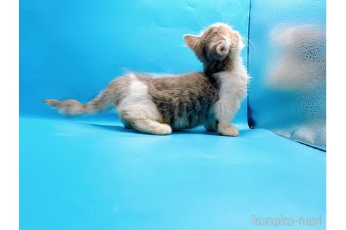 成約済の東京都のミヌエット(短足)-50852の4枚目