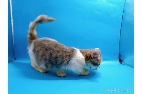 成約済の東京都のミヌエット(短足)-50852の5枚目