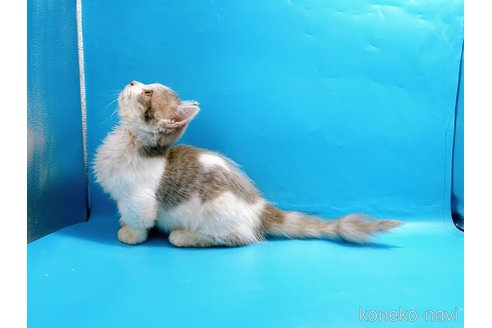 成約済の東京都のミヌエット(短足)-50852の2枚目