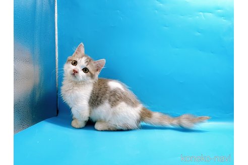 成約済の東京都のミヌエット(短足)-50852の3枚目