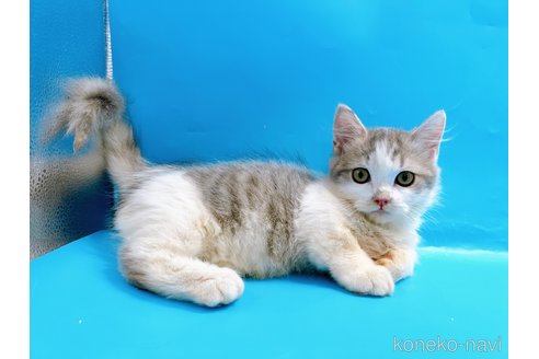 成約済の東京都のミヌエット(短足)-50852