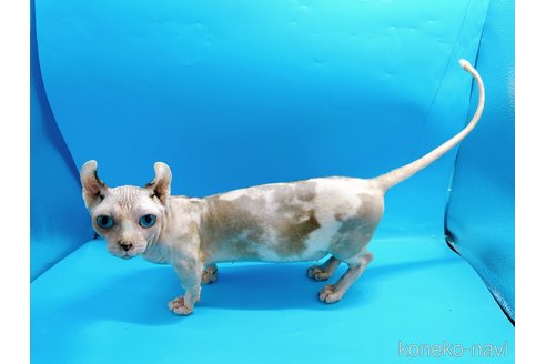 成約済の東京都のその他の猫種-31114の12枚目