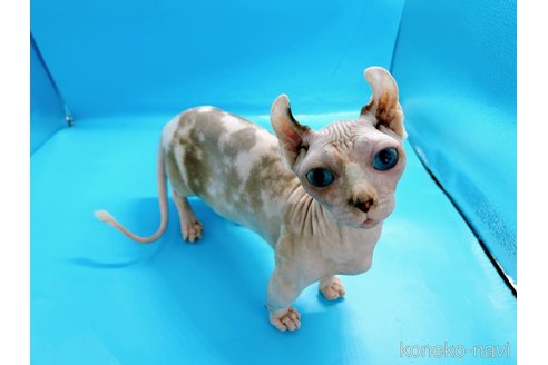 成約済の東京都のその他の猫種-31114の11枚目