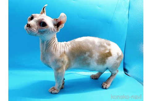 成約済の東京都のその他の猫種-31114の10枚目