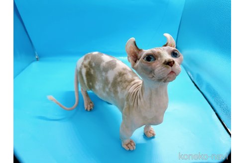 成約済の東京都のその他の猫種-31114の9枚目