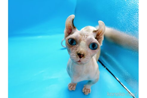 成約済の東京都のその他の猫種-31114の8枚目