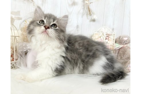 成約済の大阪府のサイベリアン-52471の2枚目